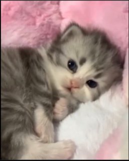 CattyV1
